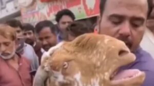 La capra scoppia a piangere quando si rende conto che sarà ceduta a un altro padrone (VIDEO)