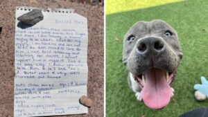 Una lettera piena d’amore quella rivolta da un giovane al suo amatissimo cane