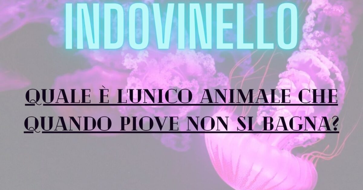 Indovinello del giorno, se lo riuscite a risolvere siete davvero abili