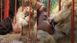 Dopo 20 anni insieme, questo leone malato terminale dice addio al suo custode