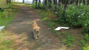 Golden Retriever ha seguito l’auto di Google ed è apparso in tutte le foto del suo quartiere su Street View