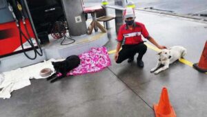 L’impiegato di una stazione di servizio che dedica il suo tempo ai cani senza tetto