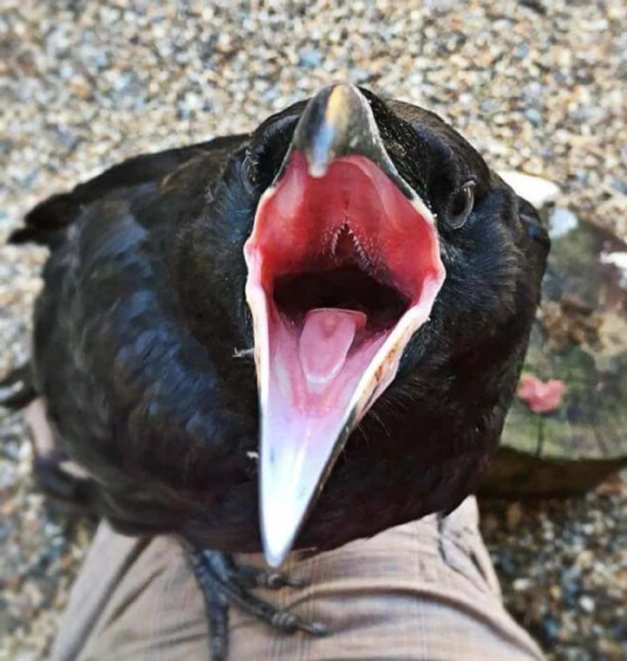 bocca corvo