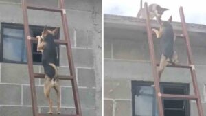 Cagnolino coraggioso si arrampica su per delle ripide scale per far visita alla sua fidanzatina