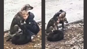 Bambino dimostra amore e gentilezza abbracciando cani randagi durante il tragitto verso la scuola