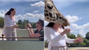 Una giraffa si “intromette” nel momento della proposta di matrimonio, il video virale
