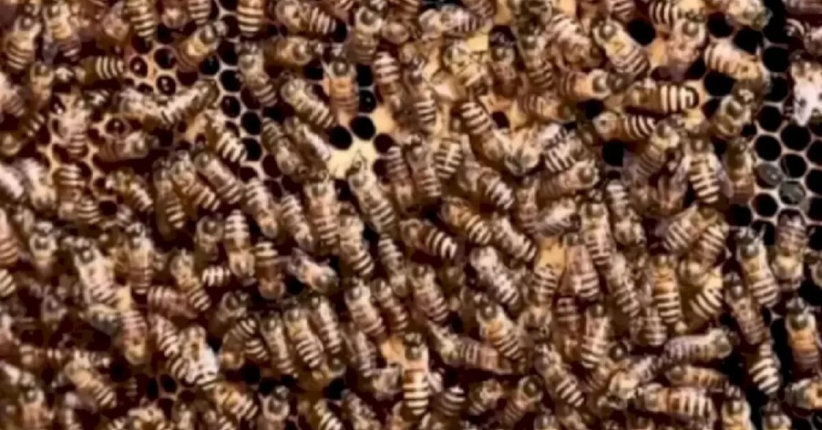 Api Fozia Aguzza per bene la vista e trova la formica nascosta tra le api
