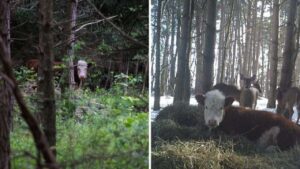 Giovane mucca evade da un mattatoio, la fuga le regalerà un destino decisamente migliore
