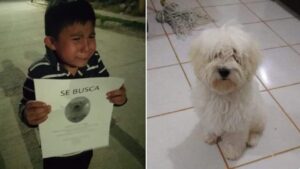 Bambino in lacrime cerca disperato il suo cane: la sua foto commuove tutti