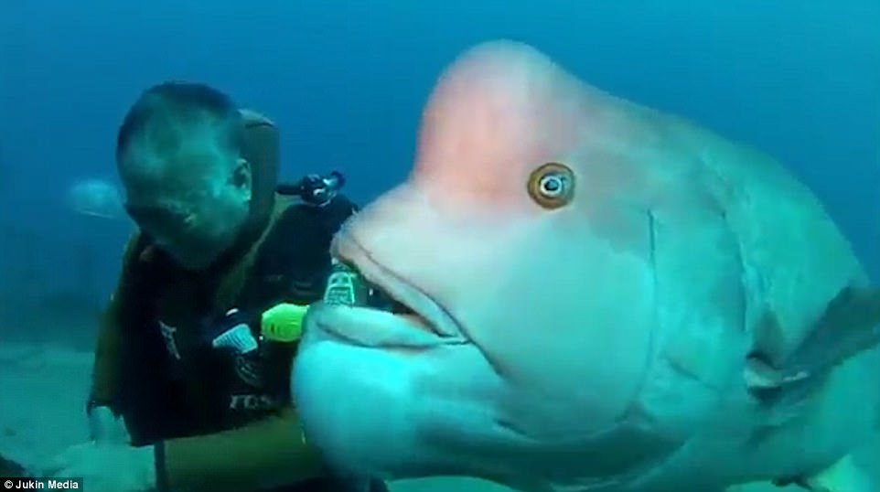 pesce, chiamato Yoriko