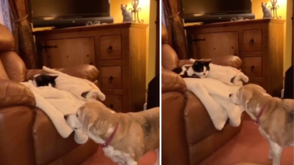 Beagle si riprende la sua coperta preferita