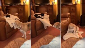 Il gatto gli ruba la sua coperta preferita allora questo beagle se la riprende