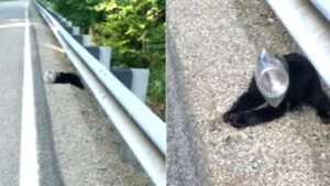 Resta incastrato in un contenitore di plastica, orso sfortunato viene salvato da un passante (VIDEO)