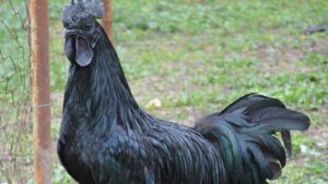 Il pollo più costoso del mondo è una creatura dalla pigmentazione “dark”