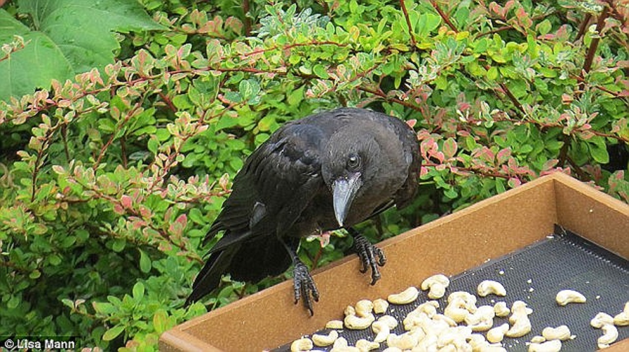 corvi mangiano avanzi di cibo 