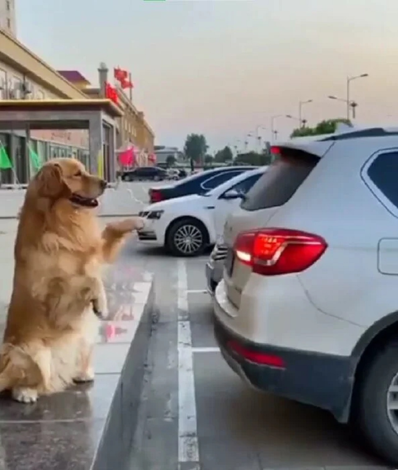 cane aiuta il padrone durante il parcheggio