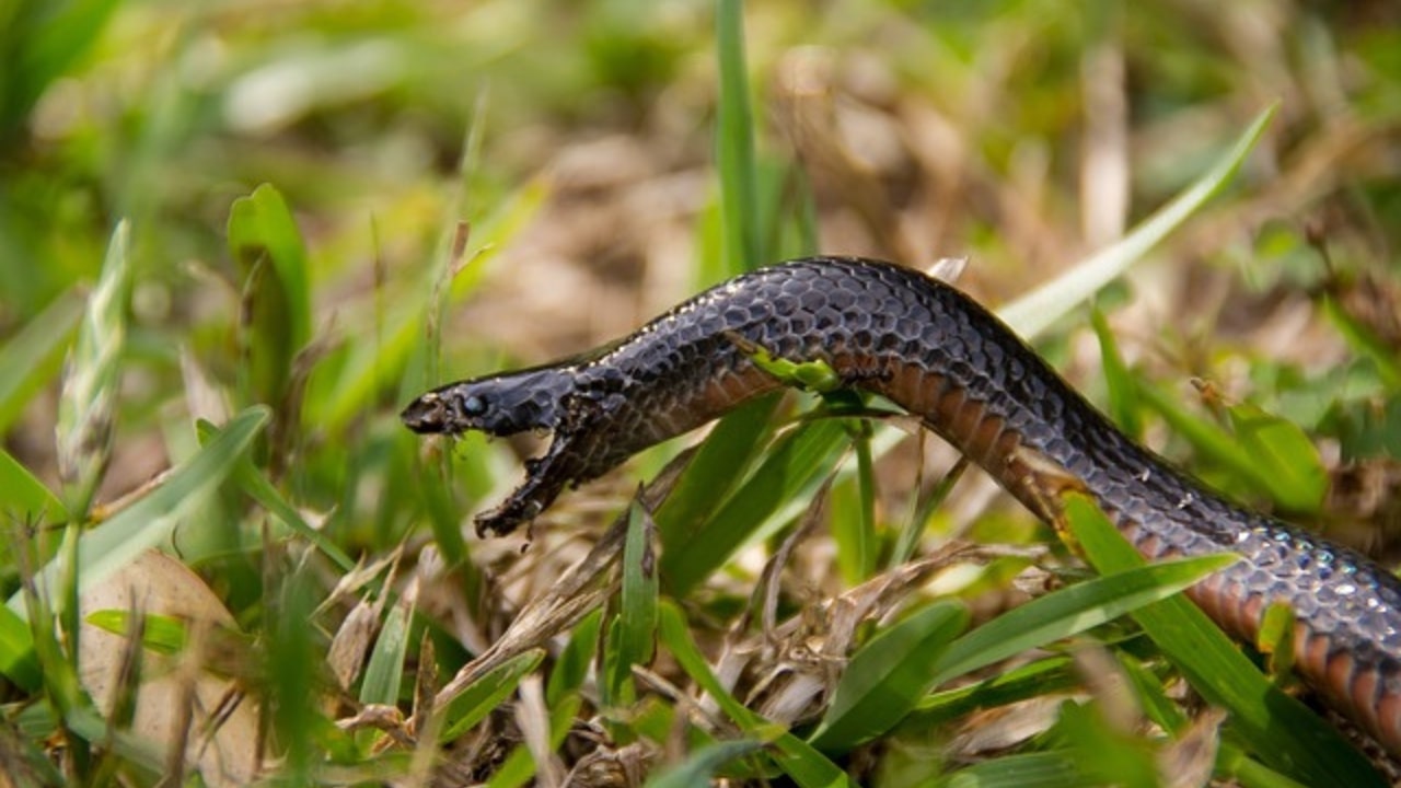 Serpente bruno entra in un asilo