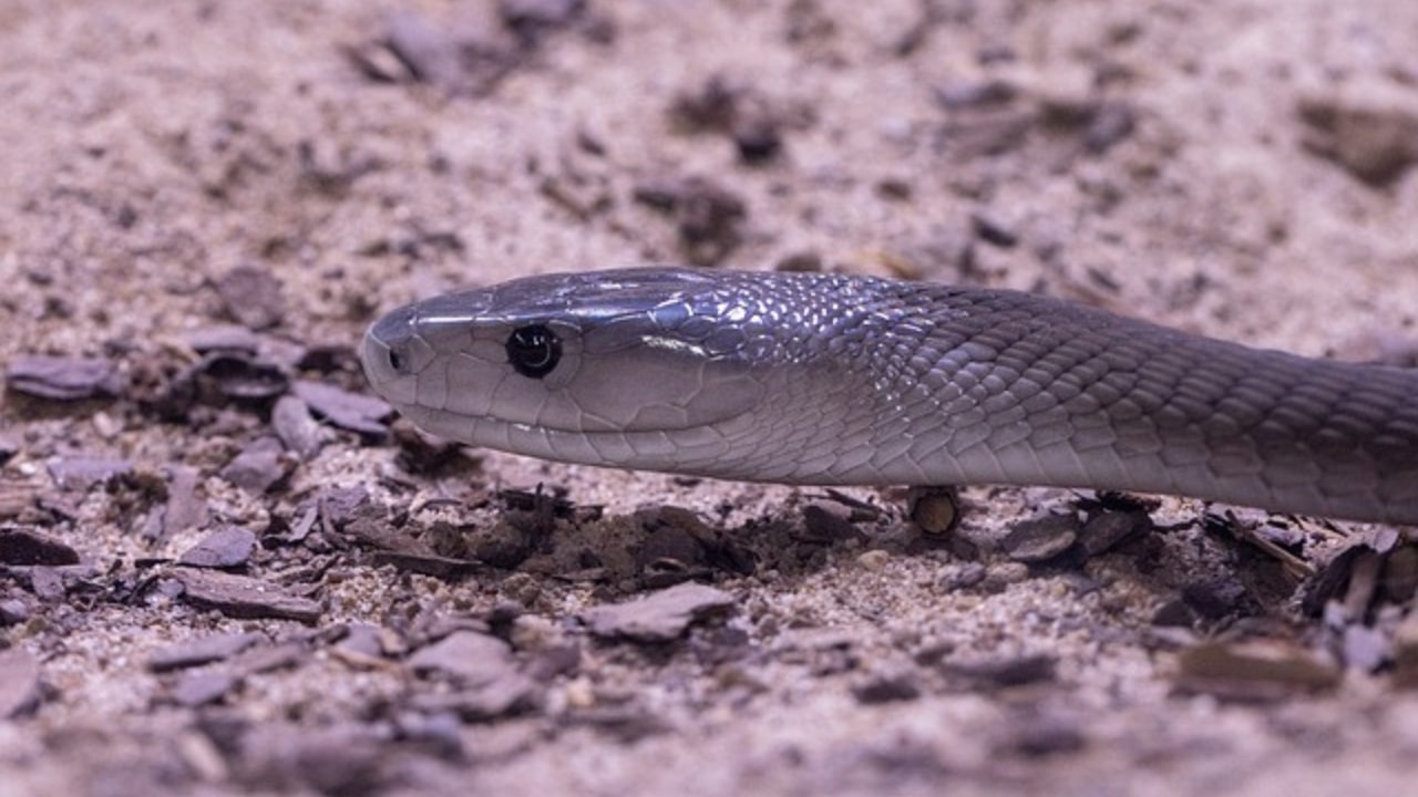 Serpente velenoso minaccia i bambini di un asilo nido