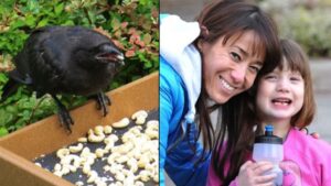 Bambina offre cibo ai corvi e riceve in cambio tanti piccoli doni