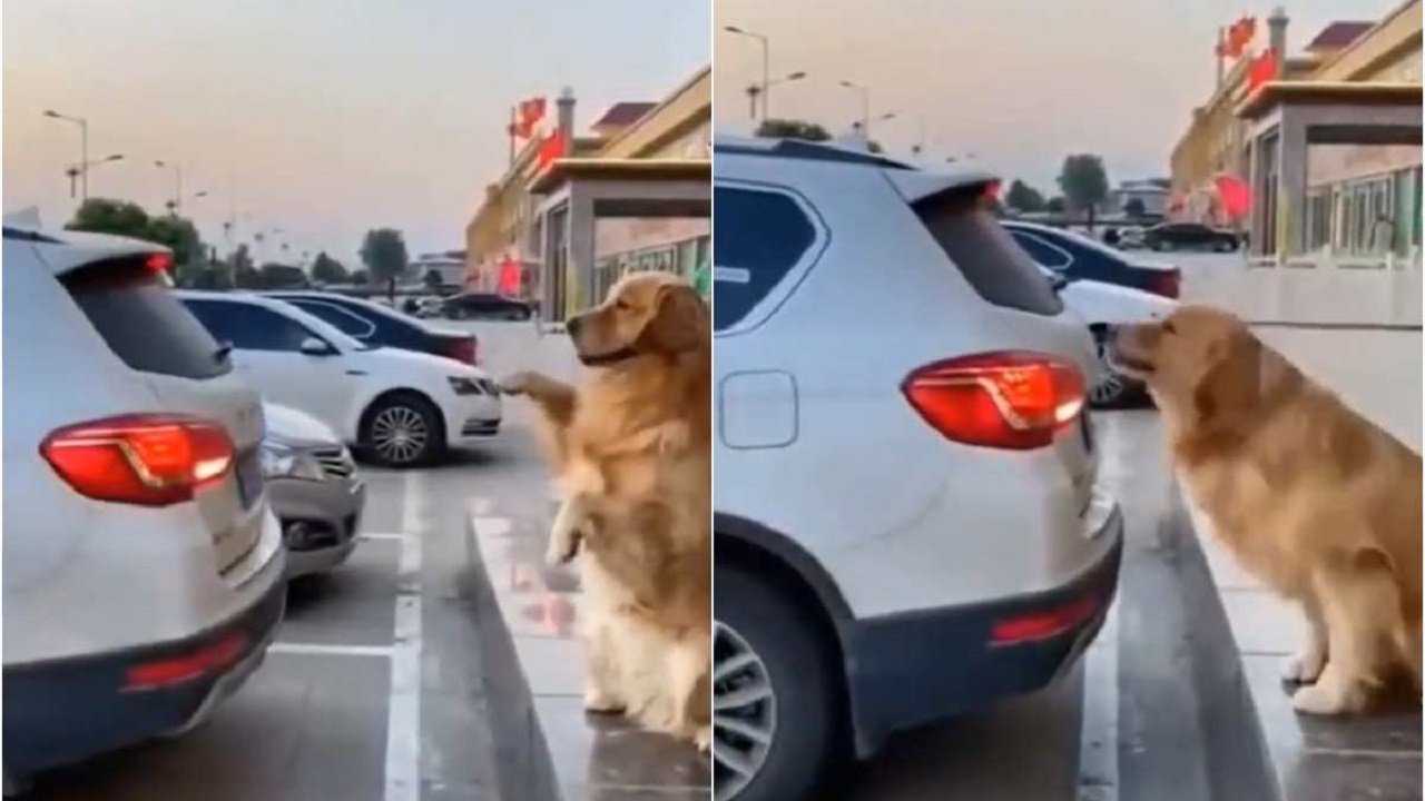 cane aiuta il padrone a parcheggiare