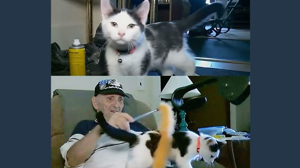 Gatto salva un uomo anziano che era caduto nella doccia