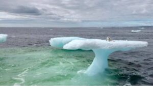 Pescatori credevano di aver scovato una foca su una lastra di ghiaccio, ma avvicinandosi hanno compreso che si trattava di un altro animale