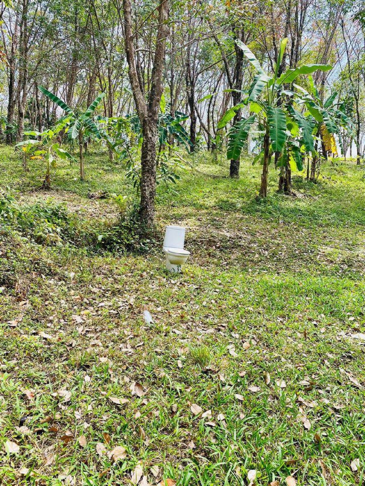 bagno tra gli alberi