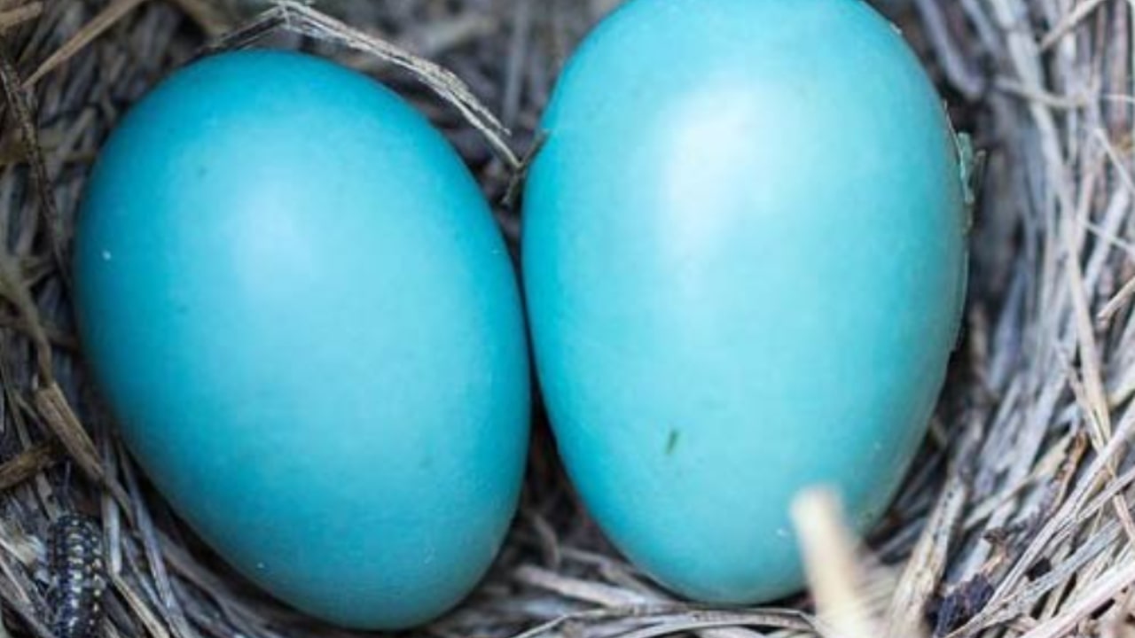 Uova blu: perché sono così rare