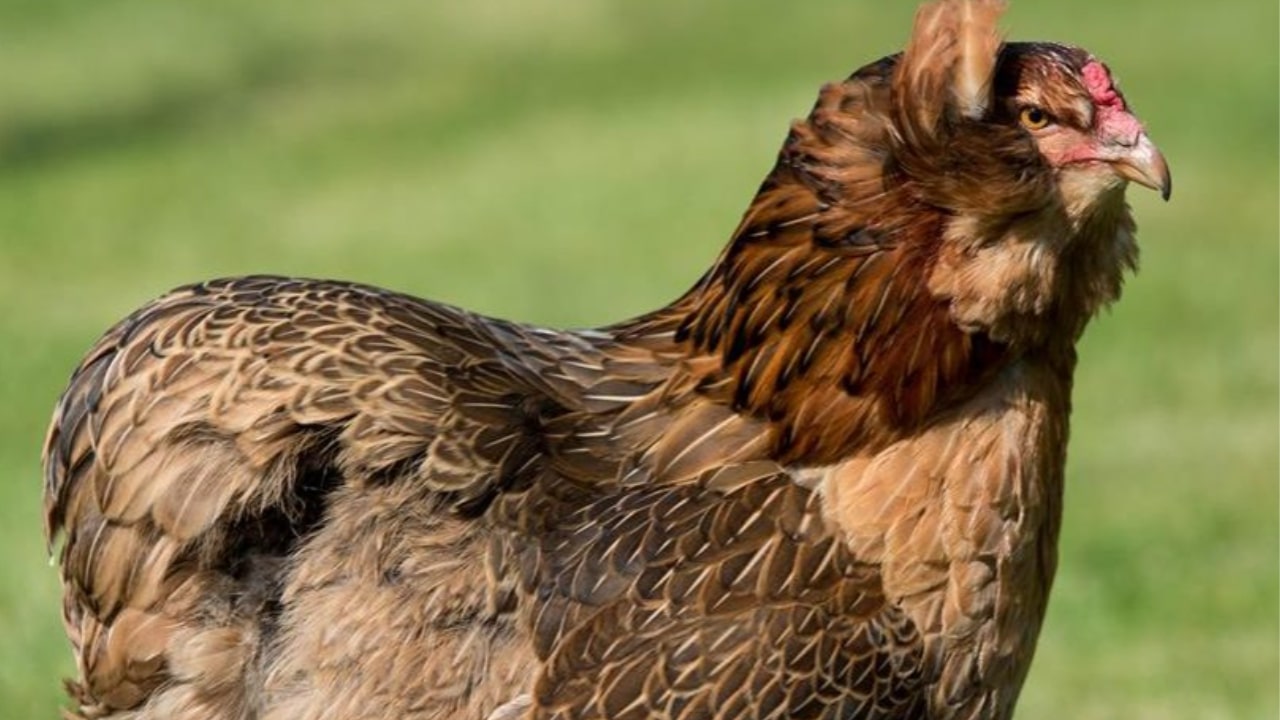 La gallina aracauna e la capacità di produrre uova blu