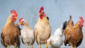 Gallina depone uova blu: sembra una magia ma è la verità