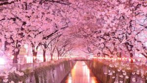 La fioritura dei ciliegi in Giappone: un incanto tutto da scoprire