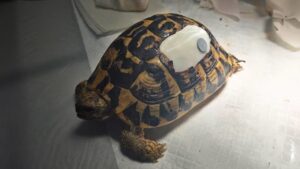 Tartaruga salvata grazie a una corazza realizzata in 3D “su misura”