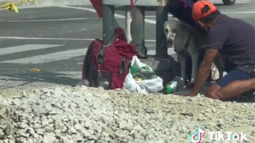 Il cane di Francisco nel suo nuovo riparo