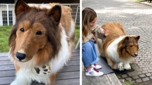 Toco, la storia dell’uomo che vuole vivere da cane: la reazione delle persone è di enorme stupore (VIDEO)